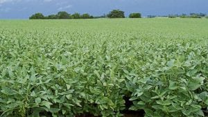 Argentinos asesoran siembra de soya y maíz en Colombia