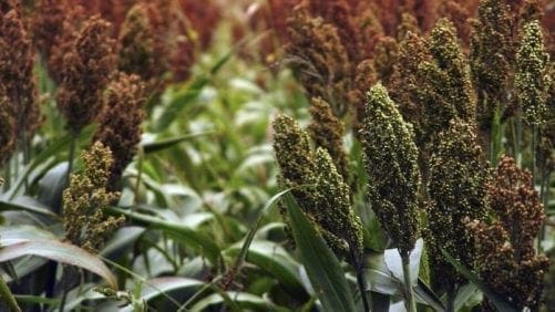 Sube el precio del sorgo con el regreso de China al mercado
