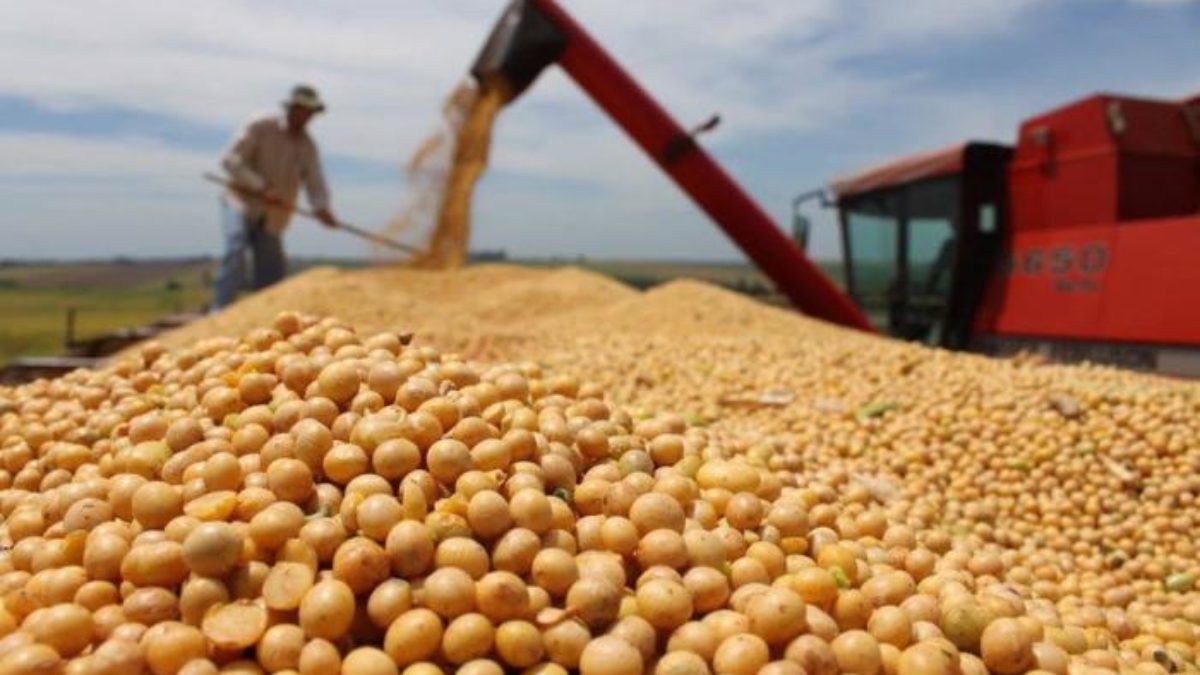 En Brasil ensayarán cultivo de nuevas variedades de soya transgénica - Watt  Industria Avicola