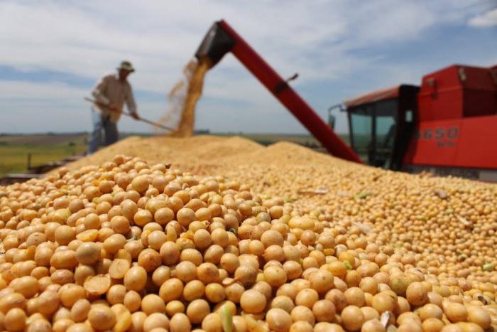 En Brasil ensayarn cultivo de nuevas variedades de soya transgnica - Watt  Industria Avicola