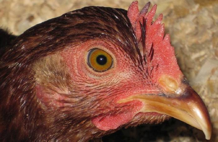 Estados Unidos retira regla sobre avicultura orgánica