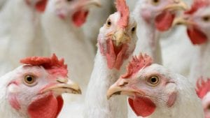 7 observaciones del informe trimestral avícola de Rabobank