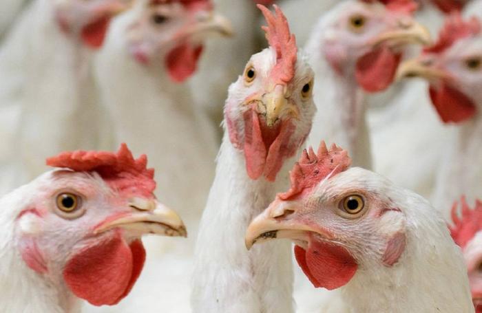 7 observaciones del informe trimestral avícola de Rabobank