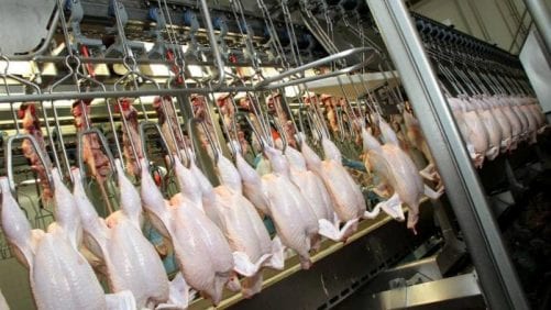 Exportación y sanidad en la Cumbre Avícola Latinoamericana