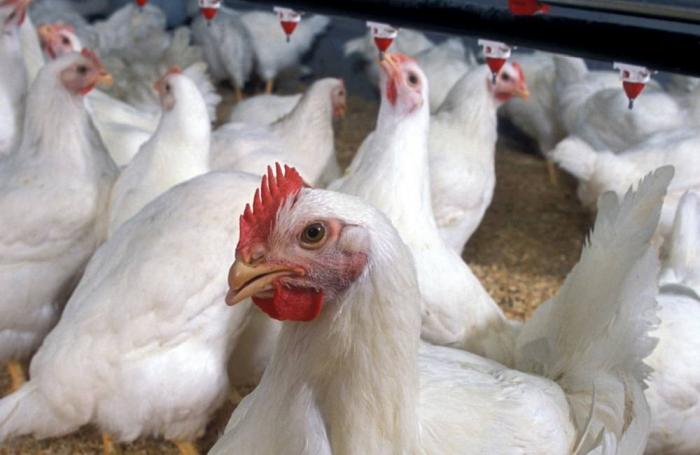 2018 será otro año de crecimiento mundial para el pollo