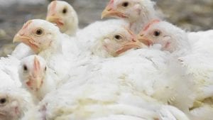 Expiden nueva normativa para la avicultura uruguaya