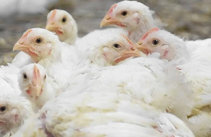 Excedente de pollo boliviano podría exportarse a Cuba
