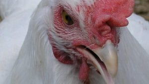 Denuncian alta mortandad en avícolas dominicanas