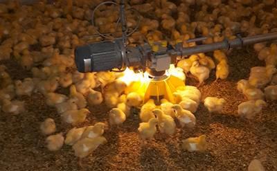 Roxell Luz LED para la unidad de control de los sistemas de alimentación de pollos de engorde