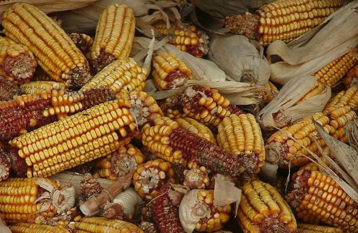 Más hectáreas para maíz amarillo duro en Colombia