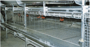 Tecno Poultry Equipment batería para pollitas