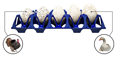 GI-OVO EggsCargoSystem bandeja XXL