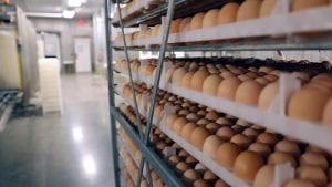 Negocia Ecuador exportar huevos fértiles a Colombia