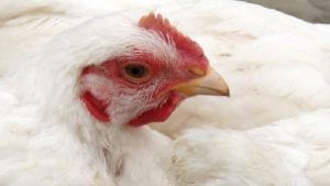 Negocian pliegos salariales de trabajadores avícolas en Argentina