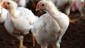 Cierran mataderos de pollos ilegales en Perú y Colombia