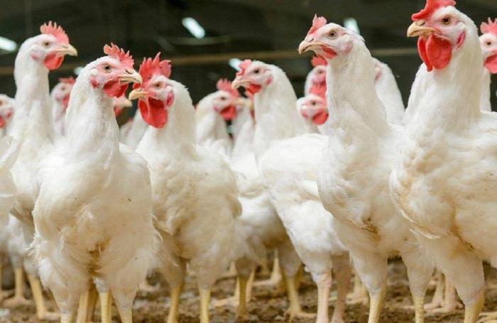 Sobreproducción y altos costos afectan a avícolas bolivianas
