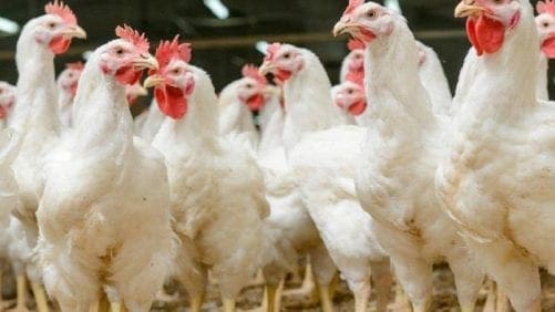México abre el mercado de la genética avícola de Brasil