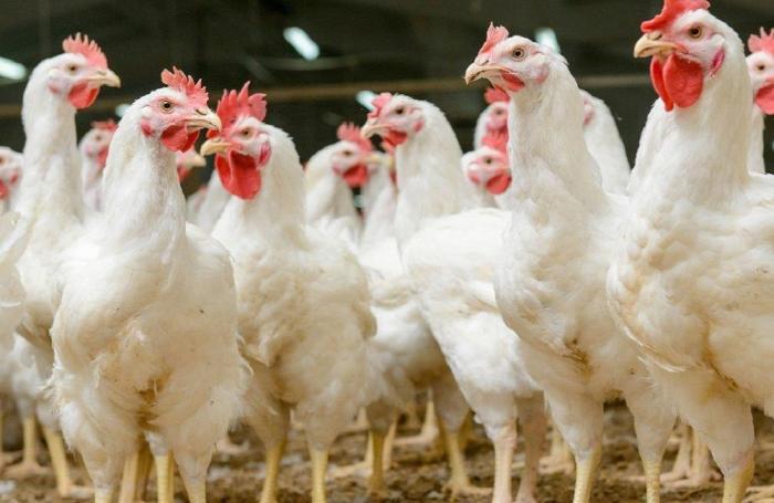 OMS emite alerta por más brotes de influenza aviar