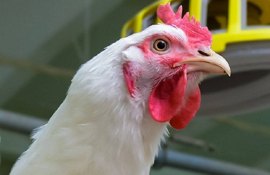 Confirman influenza aviar en reproductoras de Tyson en EUA