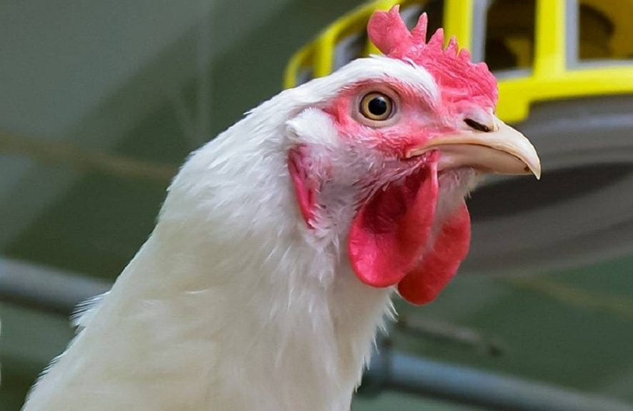 Argentina: intermediario no gana mucho en pollo y huevo