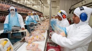 Detectan bacterias en envíos de pollo brasileño a Rusia