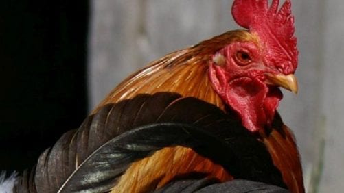 México: 22 brotes de influenza aviar en cuatro meses