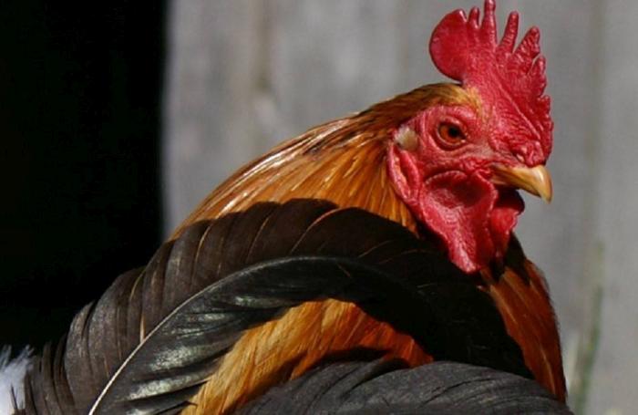 Continúan brotes de influenza aviar en Eurasia