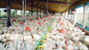 Daneses quieren mejorar mataderos de pollo colombianos