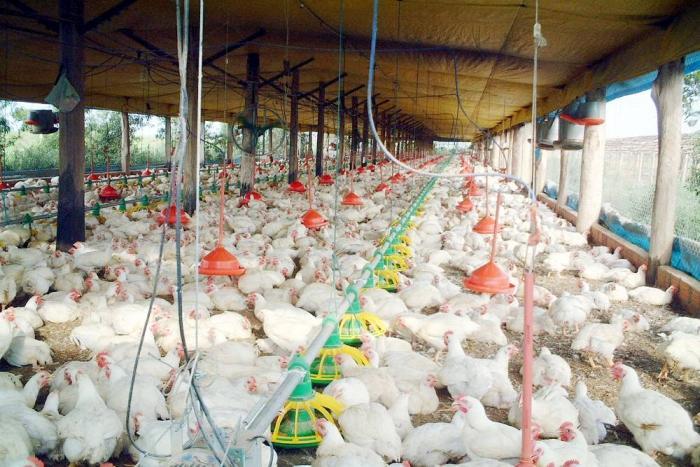 Daneses quieren mejorar mataderos de pollo colombianos