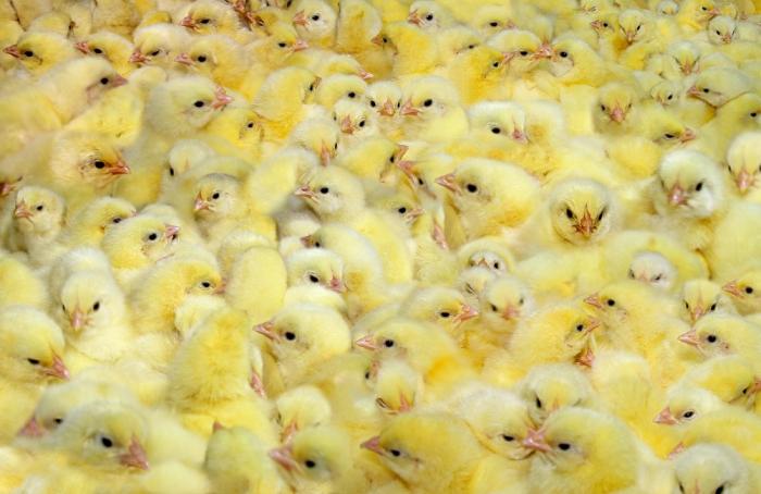 Brasil exportará material genético avícola a Arabia Saudí
