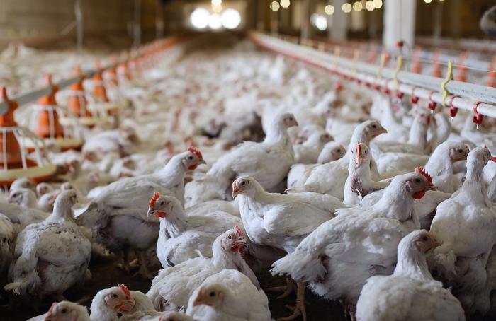 España se declararía libre de influenza aviar en junio