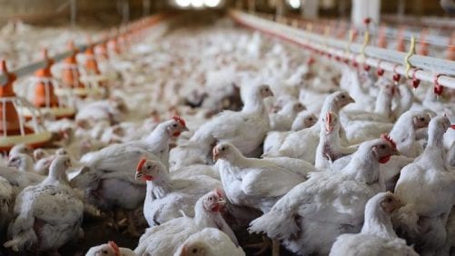 IPC pide reconocer la compartimentación con influenza aviar