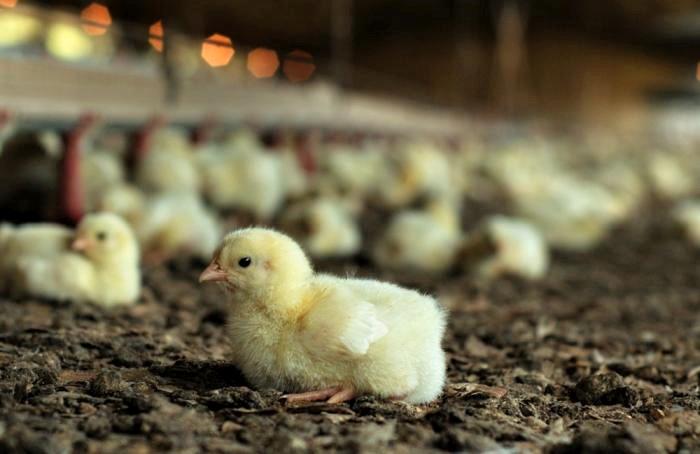 Para prevenir influenza aviar, Brasil prohibe visitas