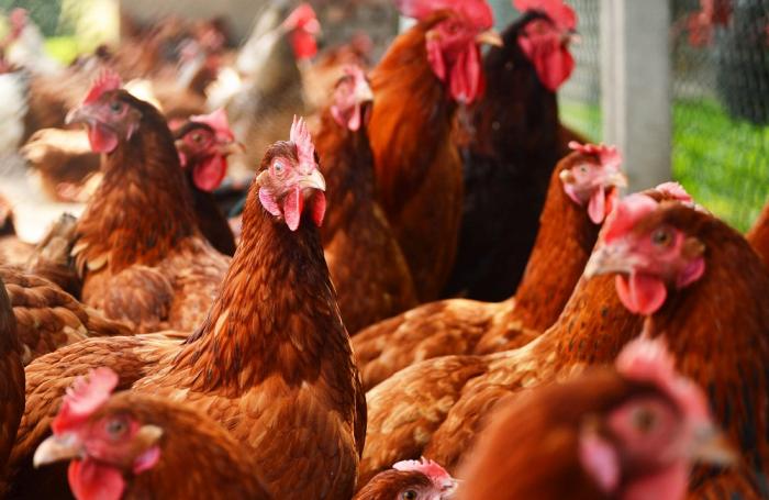 Cepa H7N9 de influenza aviar parece hacerse más fuerte