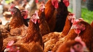 Brasileñas JBS y Sapore se comprometen a cero jaulas