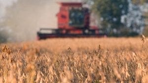 Cosecha de soya y maíz también será generosa en Argentina