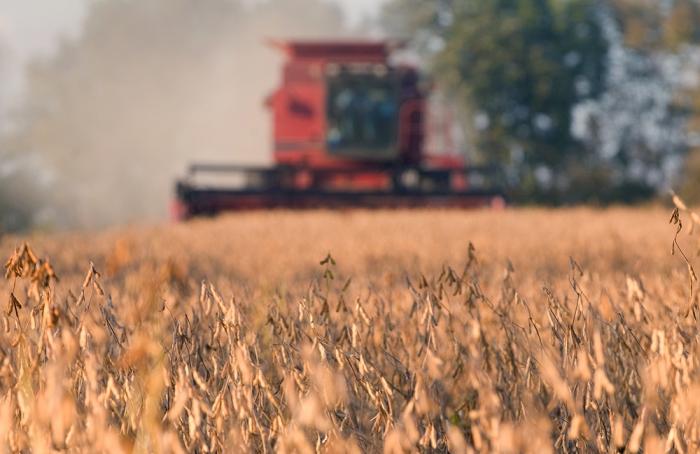 Cosecha de soya y maíz también será generosa en Argentina