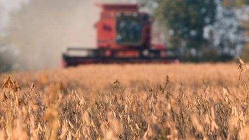 Prometen grandes cosechas de maíz y soya en Suramérica