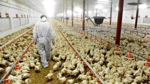 ¿Cómo mitigar la ascitis en las parvadas de pollo de engorda?