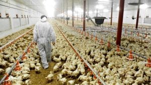 Quindío: 95 por ciento de granjas avícolas certificadas