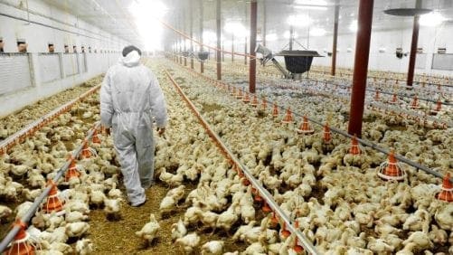 Lo último en Salmonella gallinarum y laringotraqueítis