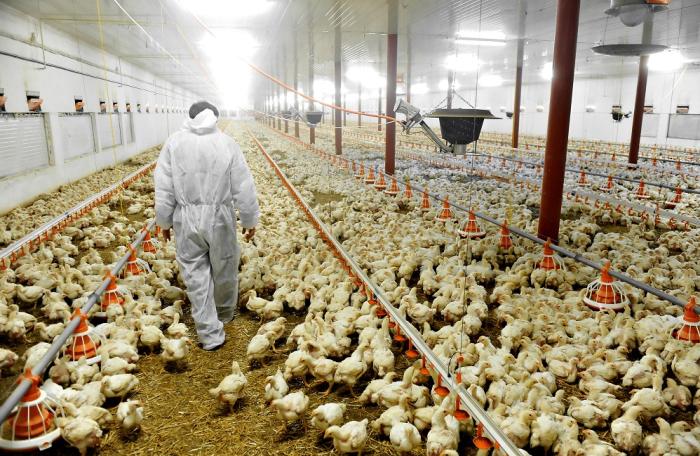 Lo último en Salmonella gallinarum y laringotraqueítis