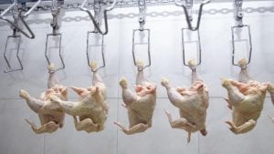 Sistema español detecta estrías blancas en el pollo