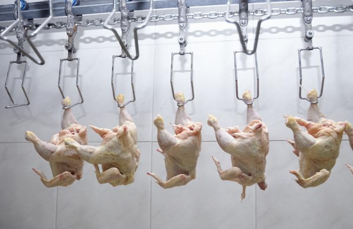 Sistema español detecta estrías blancas en el pollo
