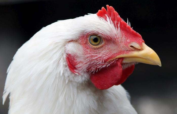 Uruguay y Colombia también vetan pollo de EEUU