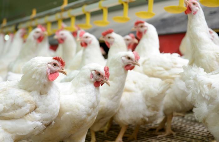 Se recupera precio del pollo en Argentina y Uruguay