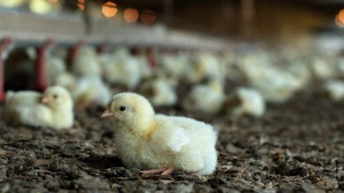 Ecuador: 5 millones de pollos semanales y bajos precios