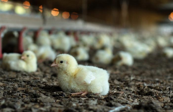 De mal en peor la industria avícola en Puerto Rico