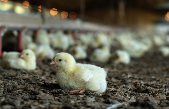 Aguascalientes, primer productor mexicano de pollo