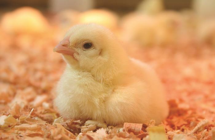 Mejorar la eficiencia alimenticia del pollo más allá de la genética